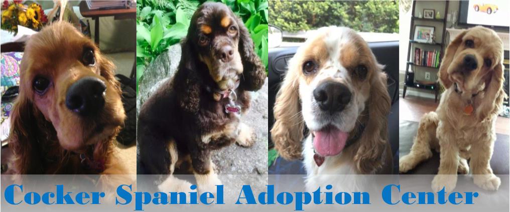 cocker spaniel adoption center